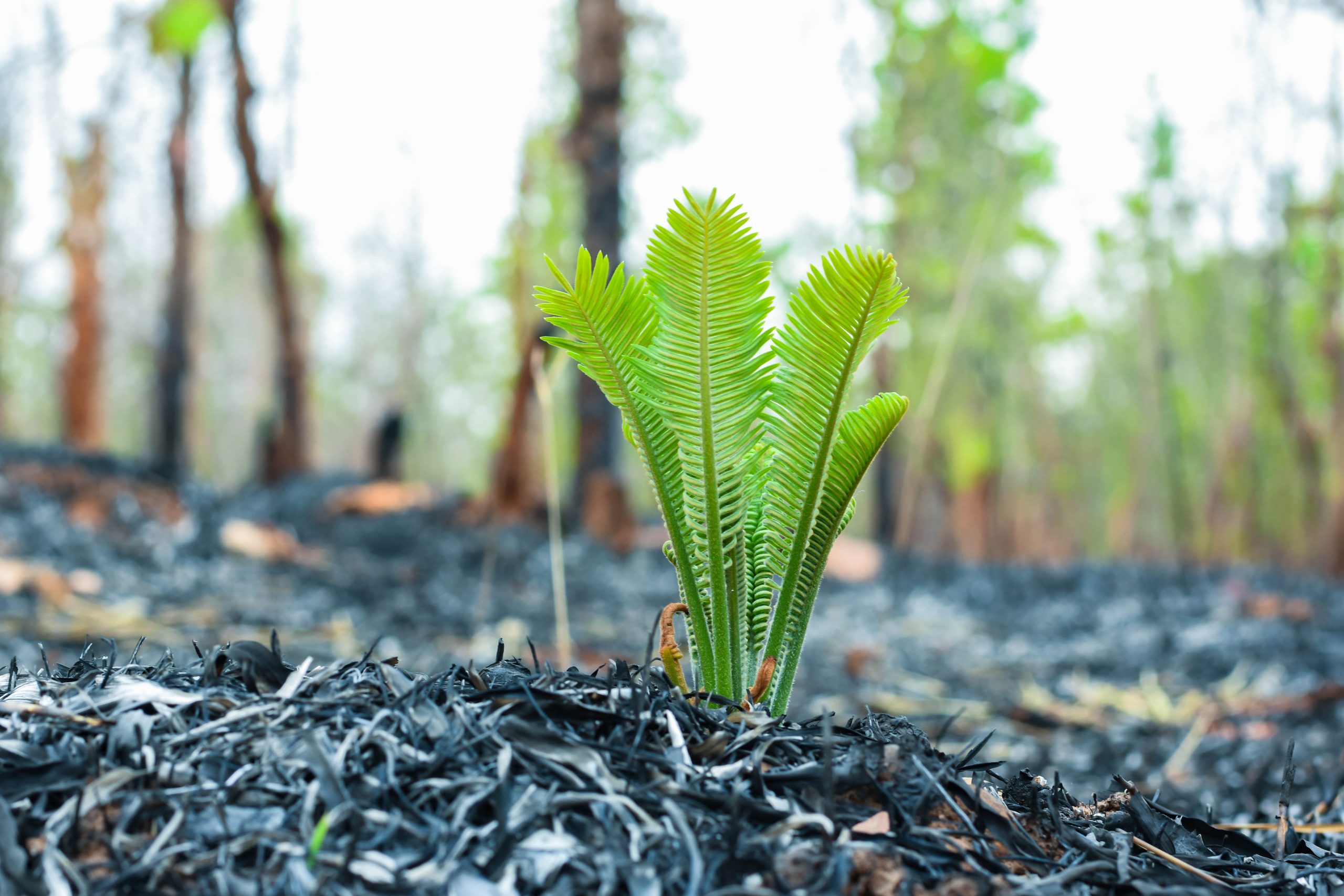 Cycads,Of,Plants,With,Tubers,In,The,Ground,After,The